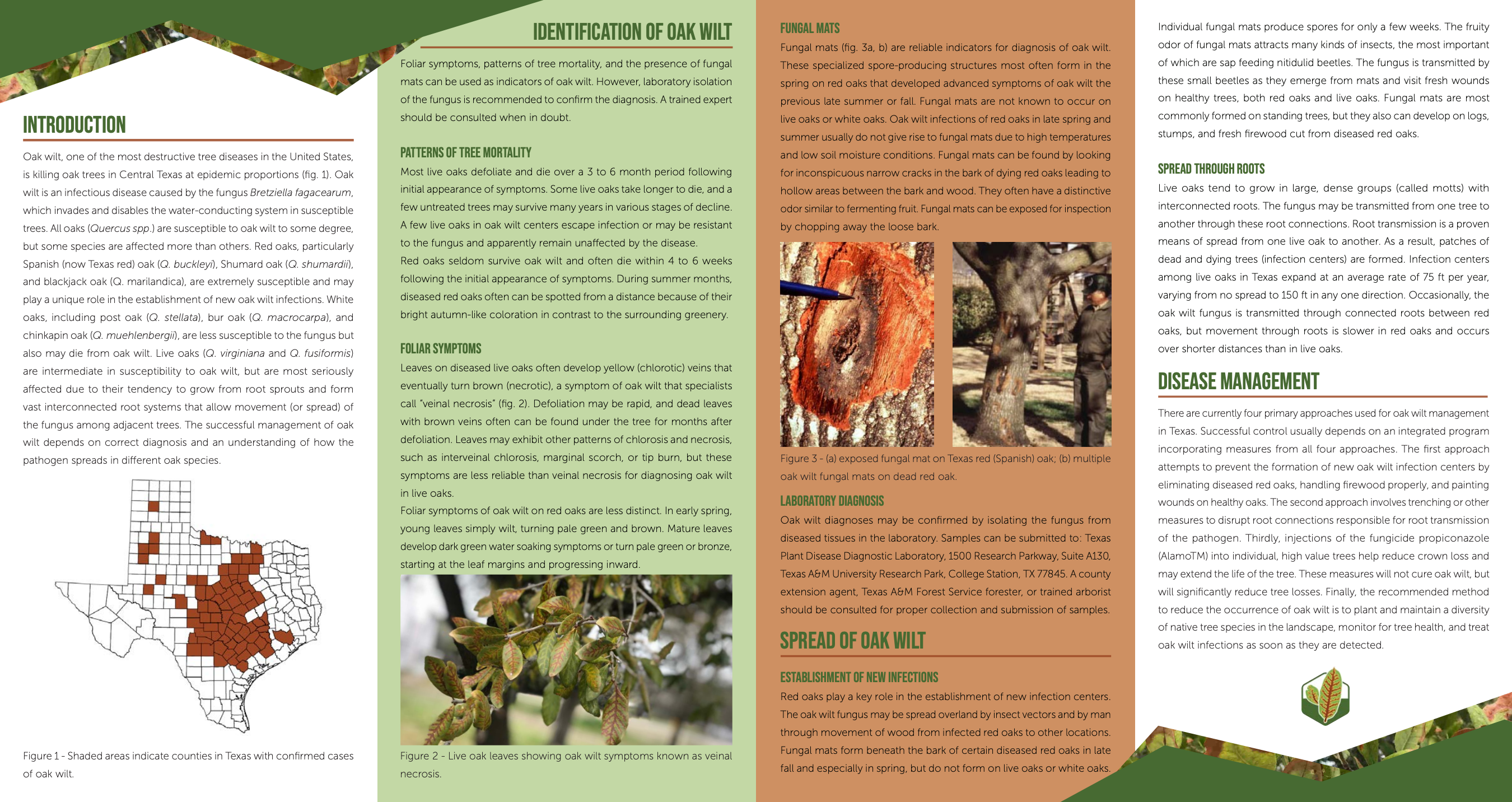 Brochure Texas Oak Wilt - Austin, TX