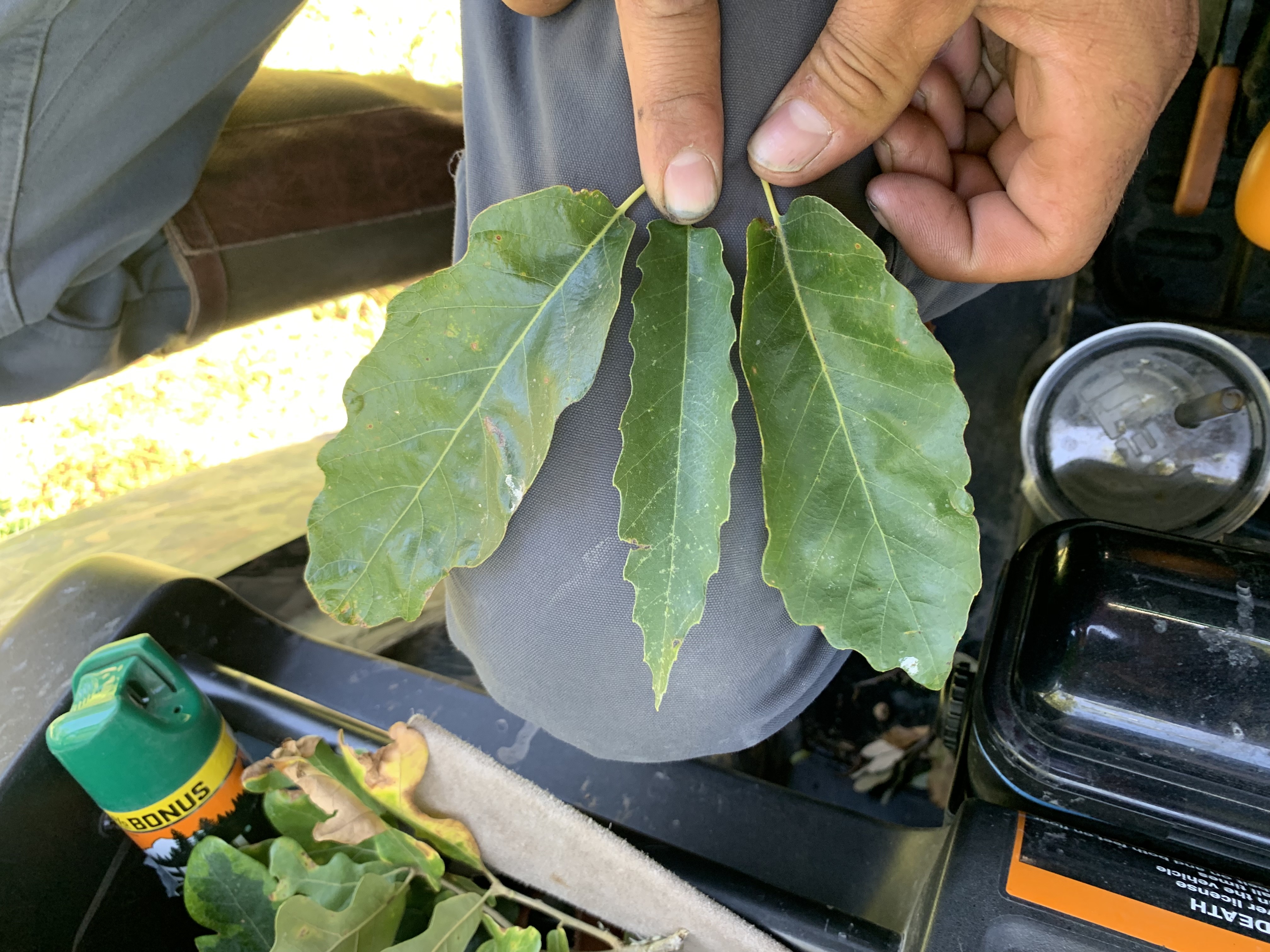 Chickapin Oak Leaves