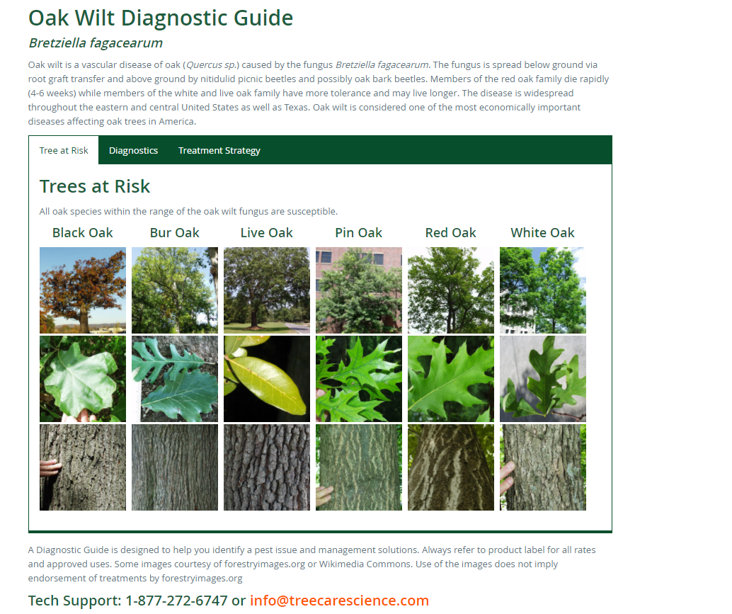 Oak Wilt Diagnostic Guide Rainbow Tree Care