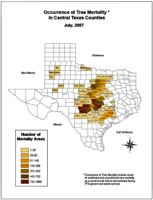 Central Texas Tree Mortality