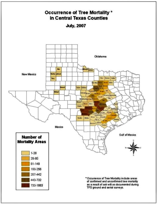 austin oak wilt management