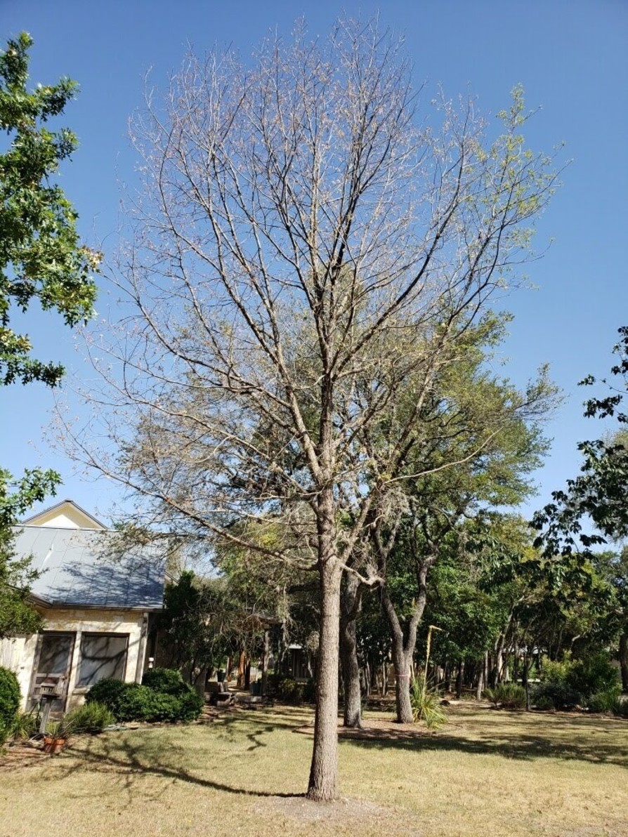 Mexican White Oak Image