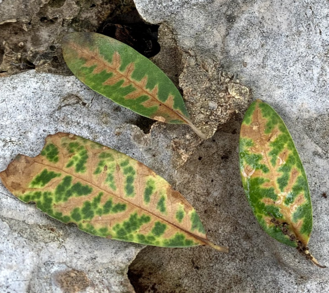 Three leaves with oak wilt