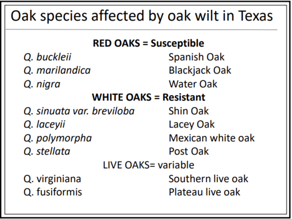 Oak Species Affected by Oak Wilt