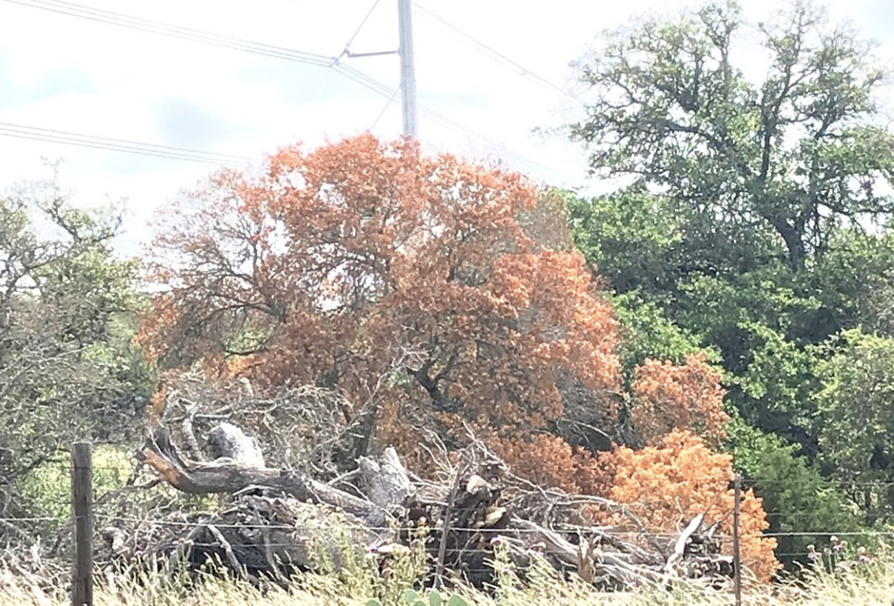 Spanish Red Oak with Oak Wilt