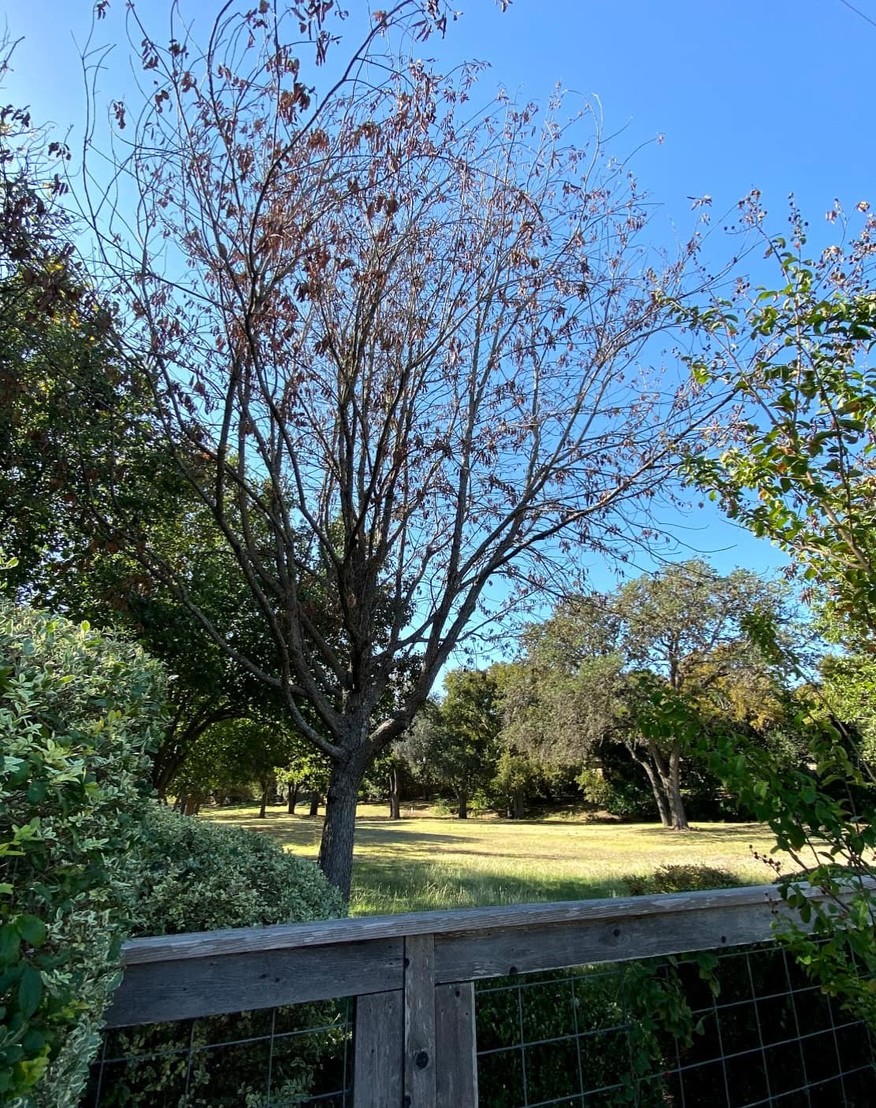 Mexican White Oak With Oak Wilt