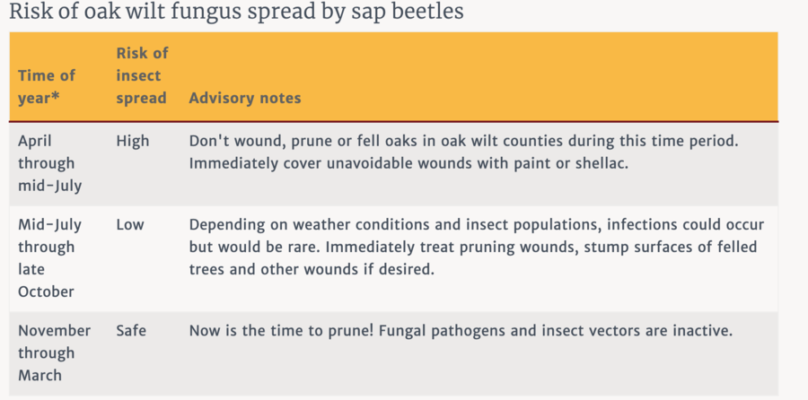 Risk of Sap Beetles