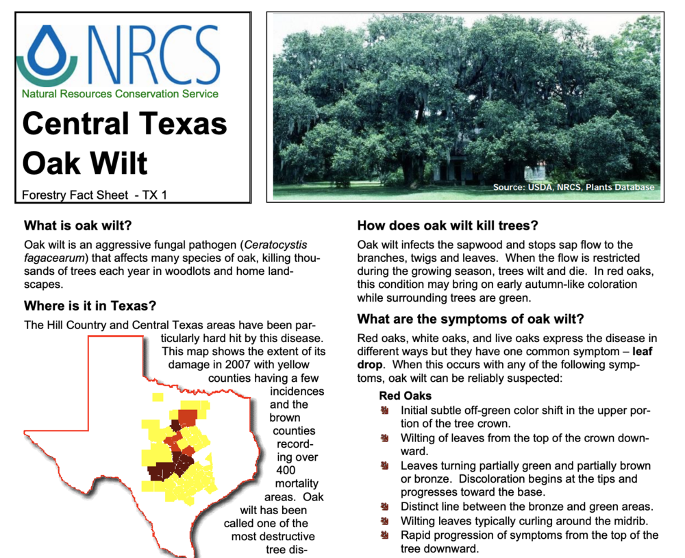 Central Texas Oak Wilt