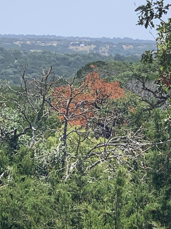 Lacey Oaks with Oak Wilt