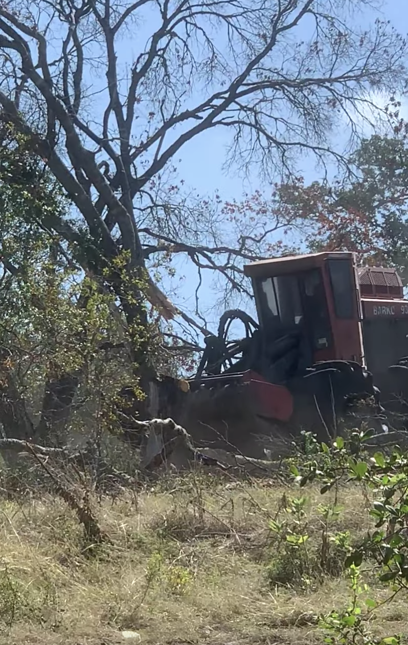 austin oak wilt management