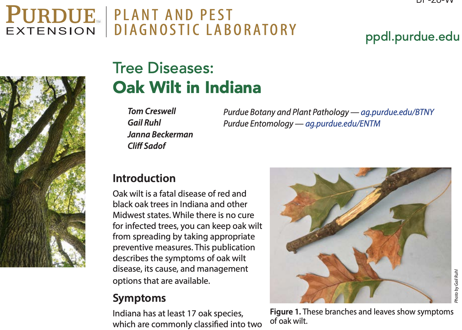 Indiana Oak Wilt