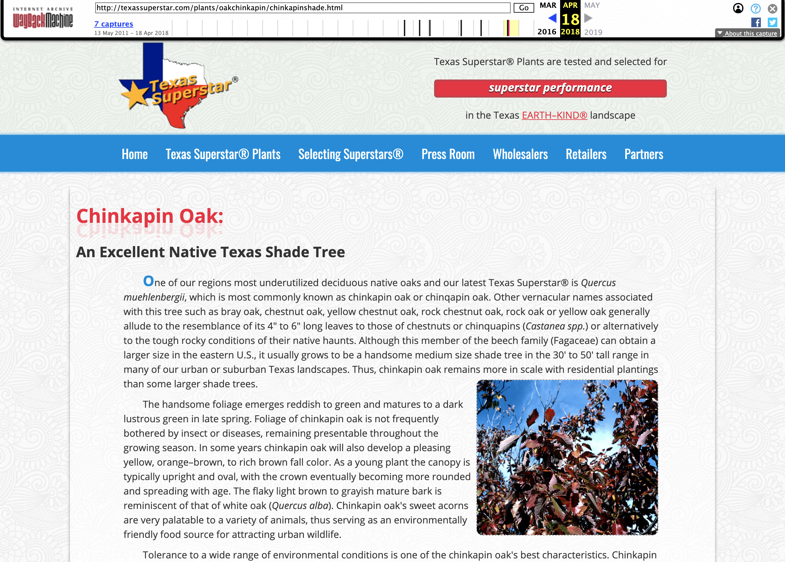 Chinkapin Oak