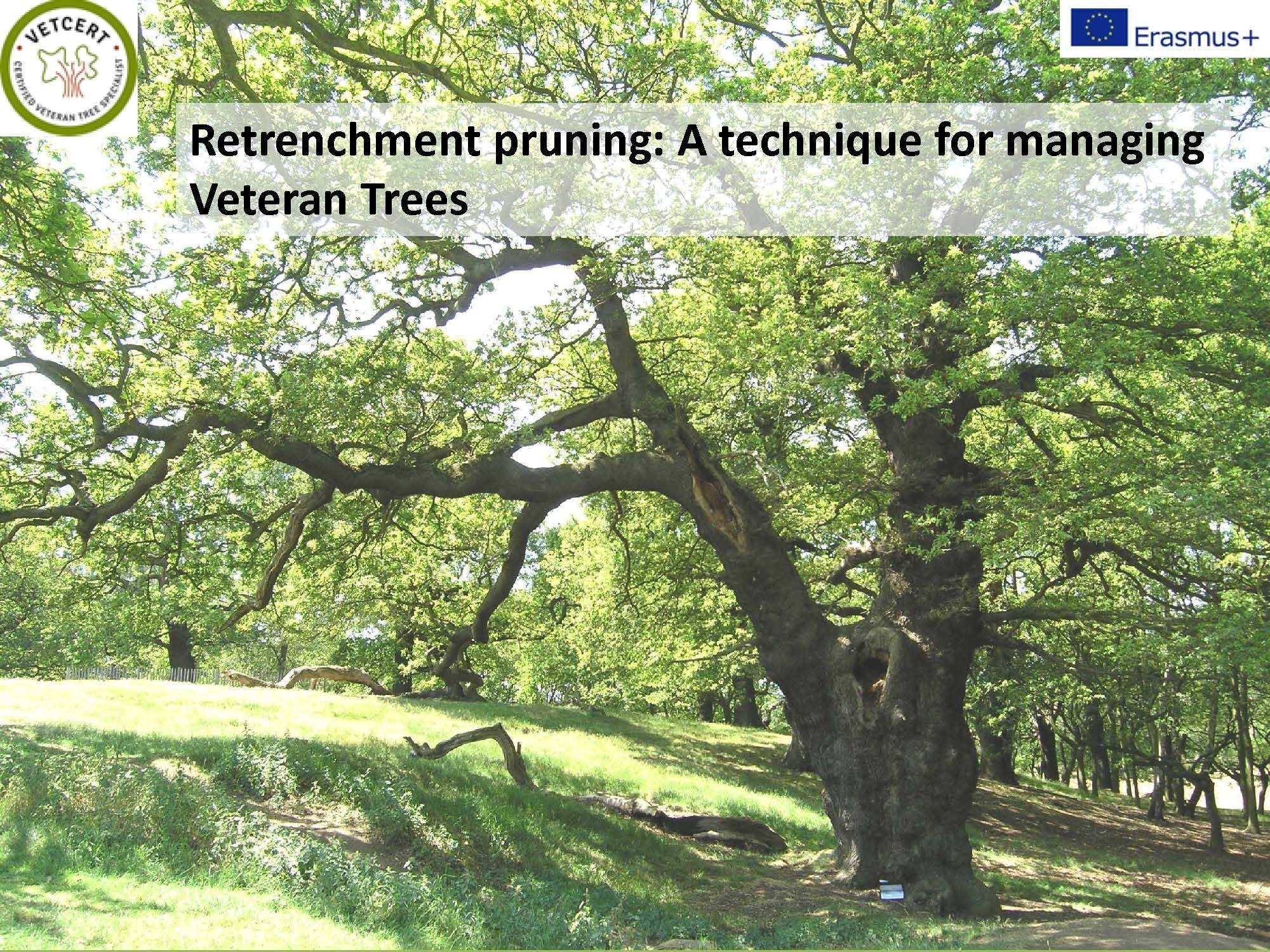 Retrenchment Pruning For Veteran Trees