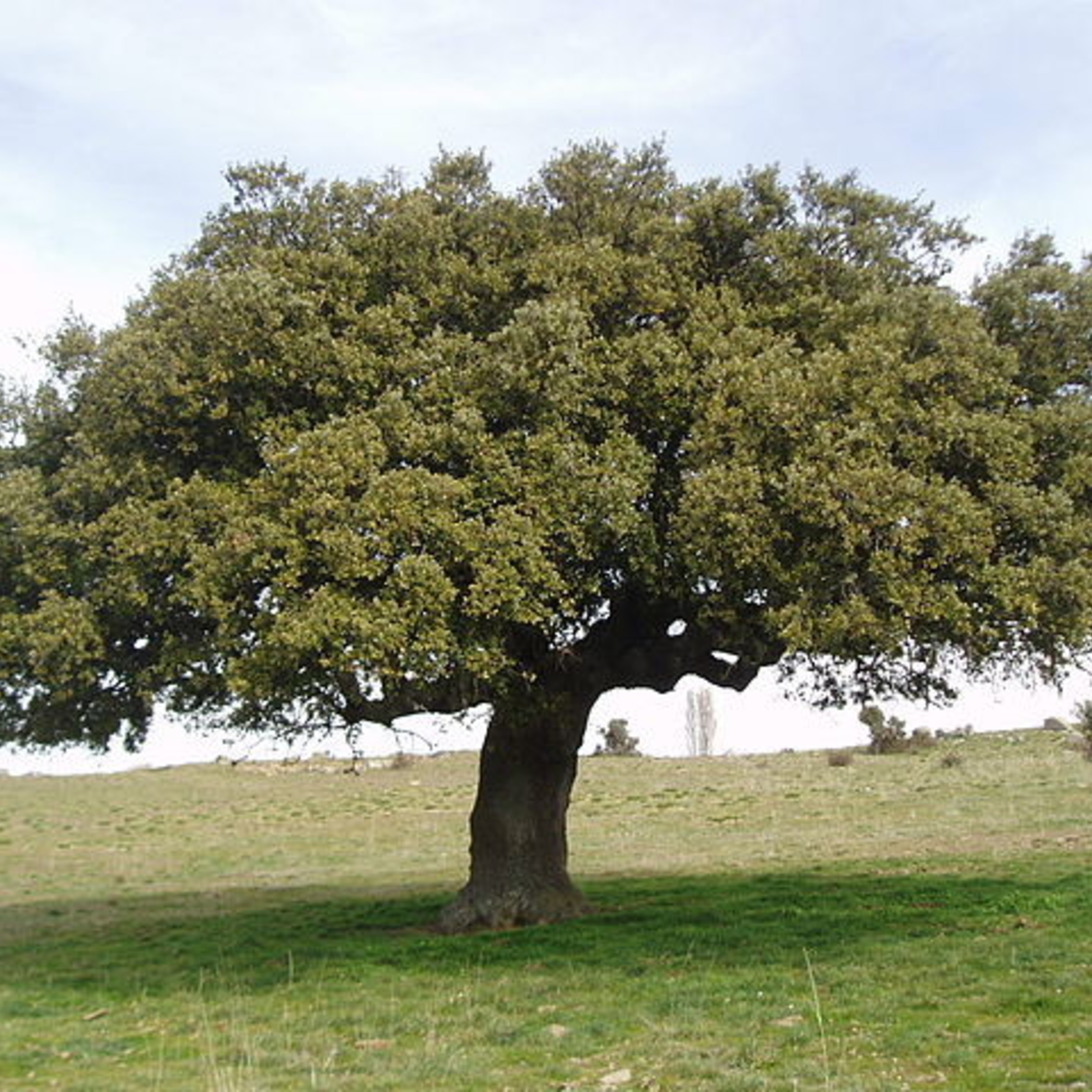 Приветливое дерево