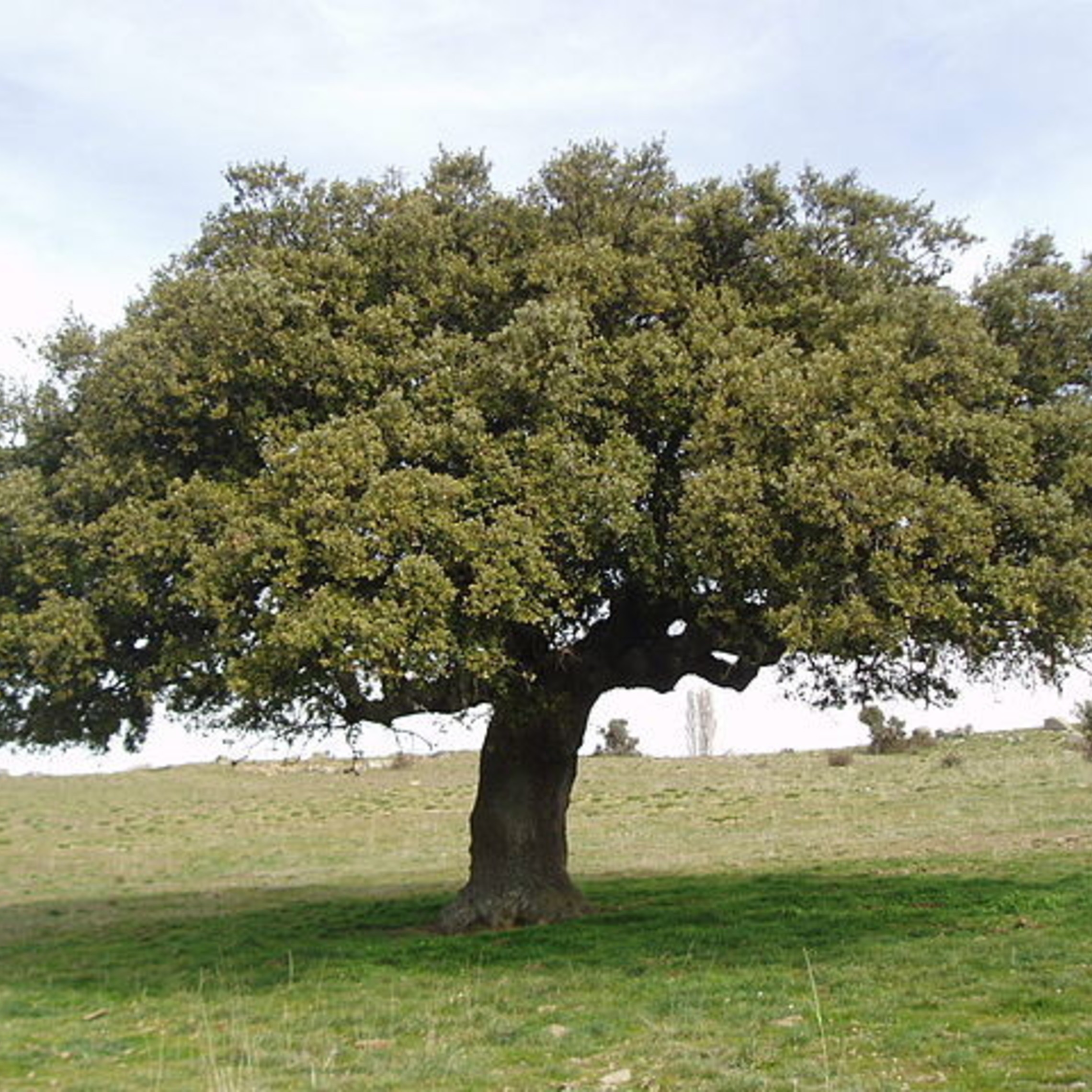 640px Quercus Ilex