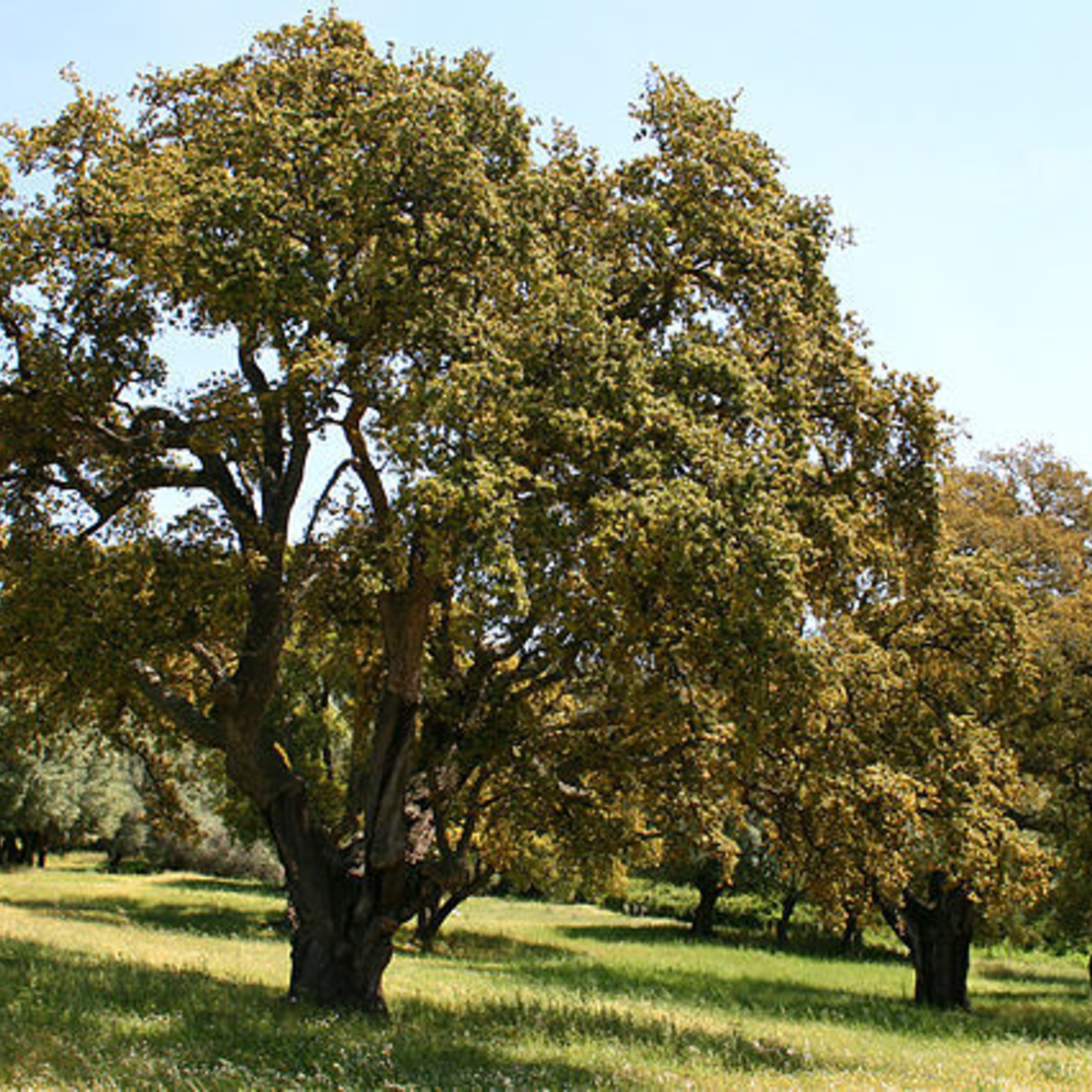 640px Quercus Suber Jpg1