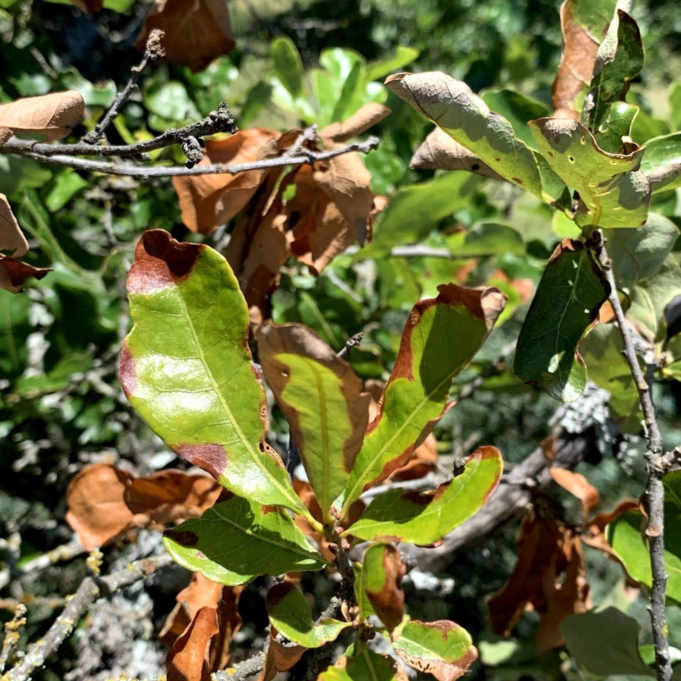 Oak Wilt Picture bigelow oak 19