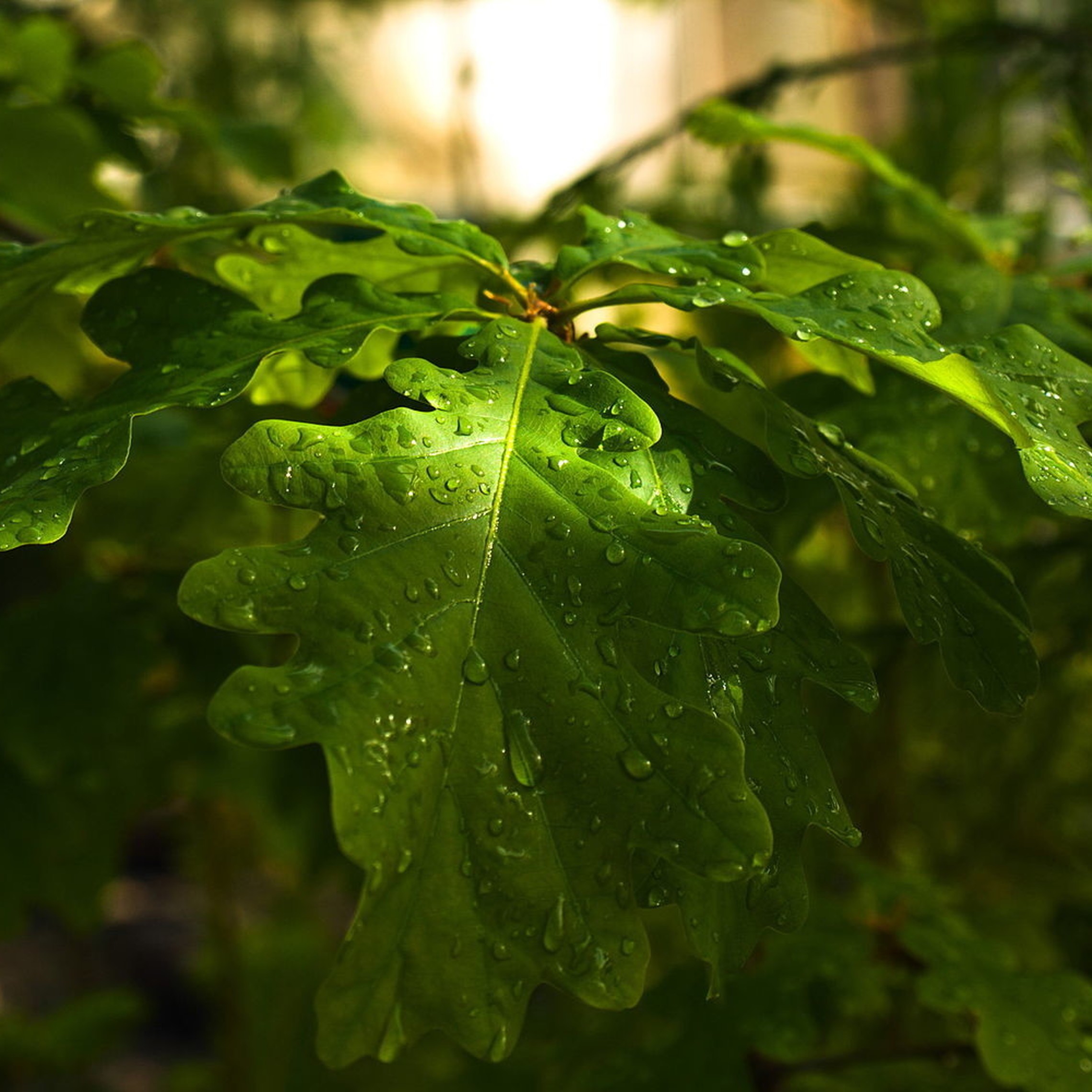 Downy Oak Image