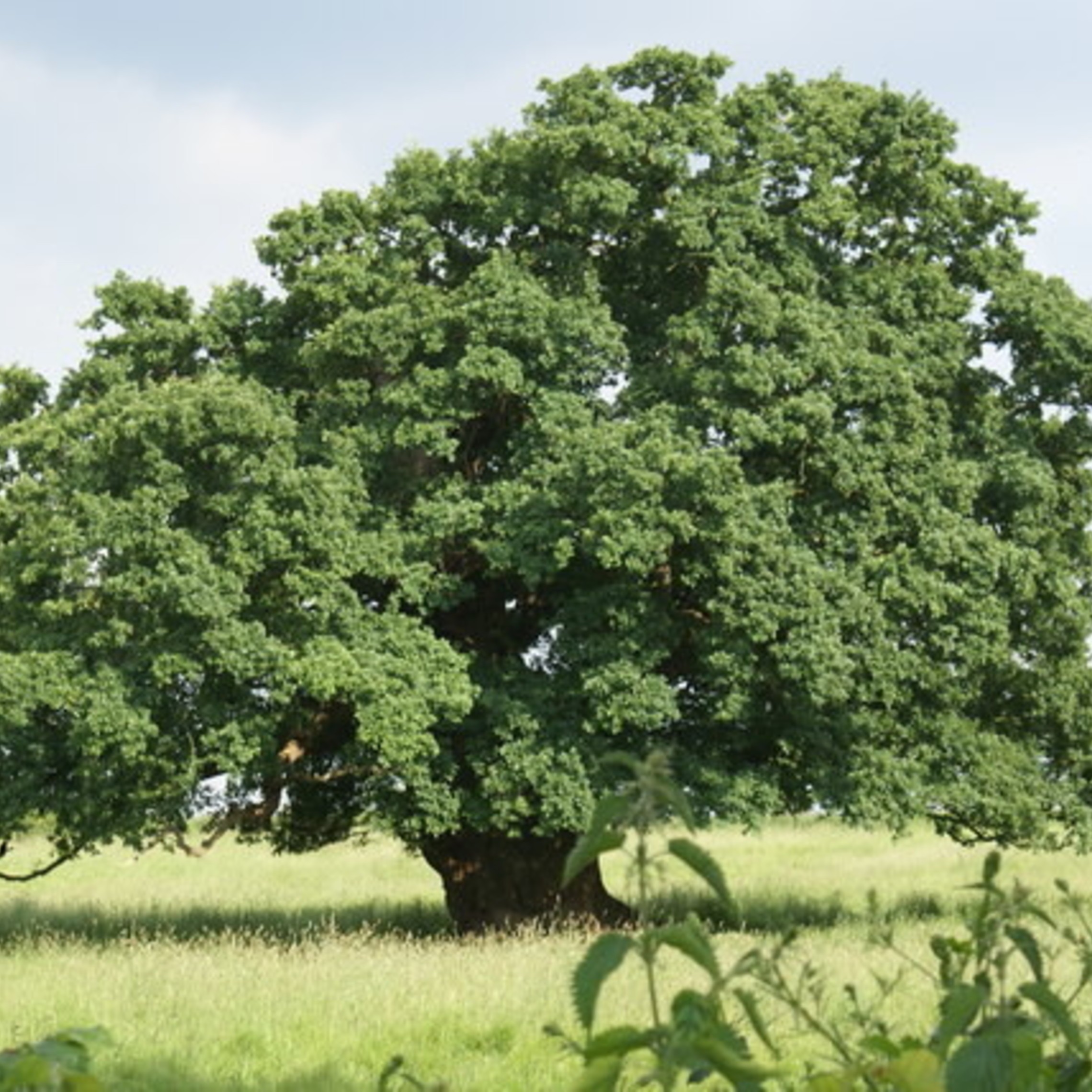 English oak Image