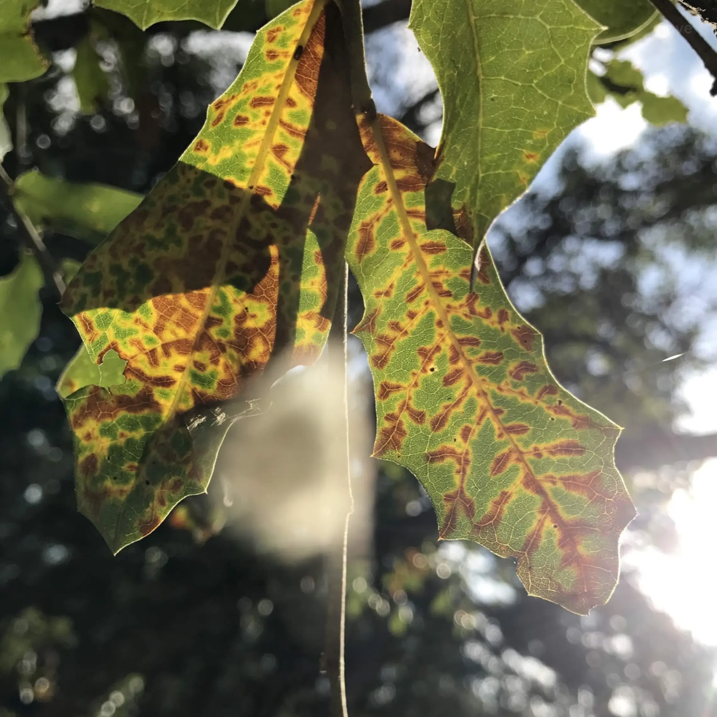 Leaves with Oak Wilt Symptoms