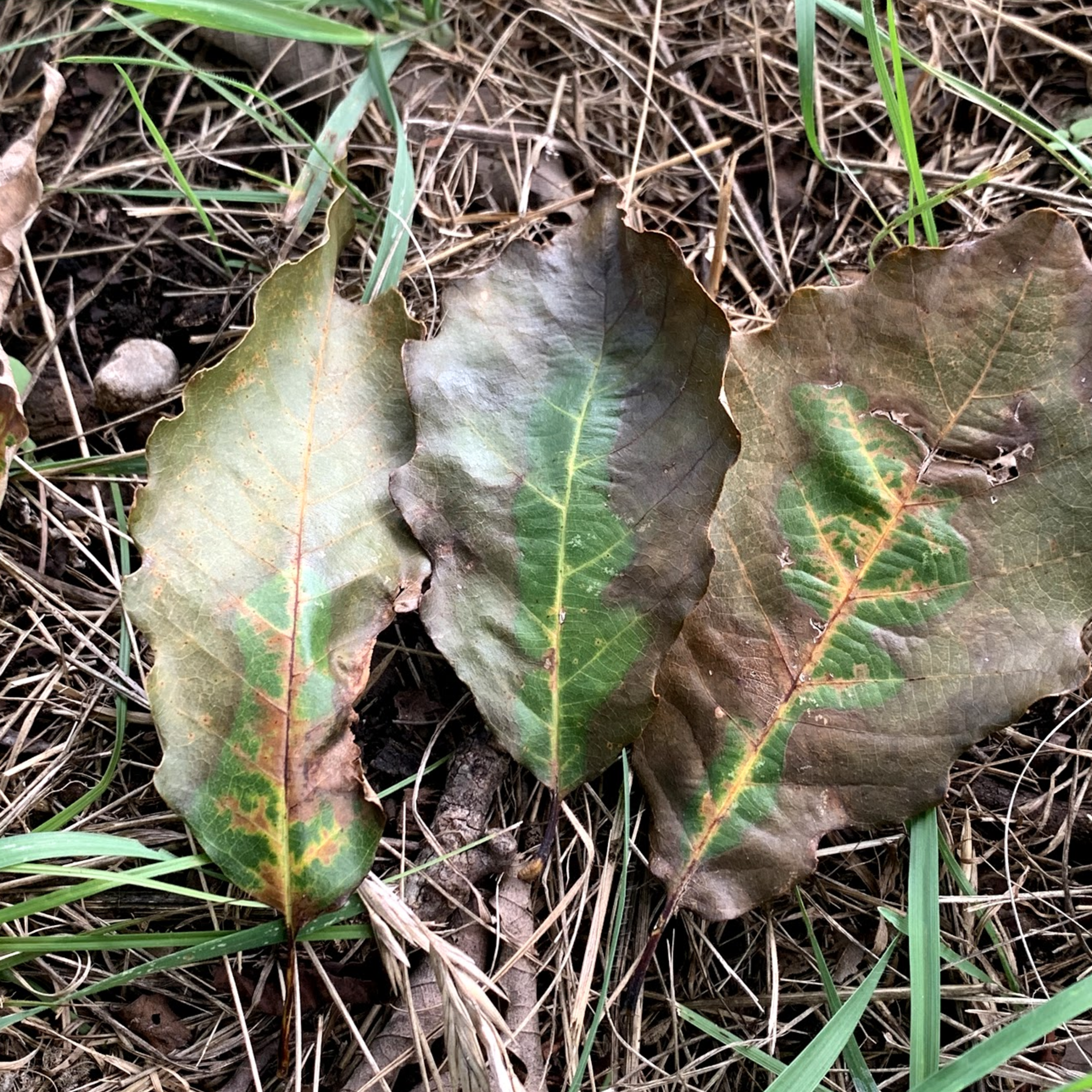 Chinkapin with Oak Wilt Chinkapin with Oak Wilt