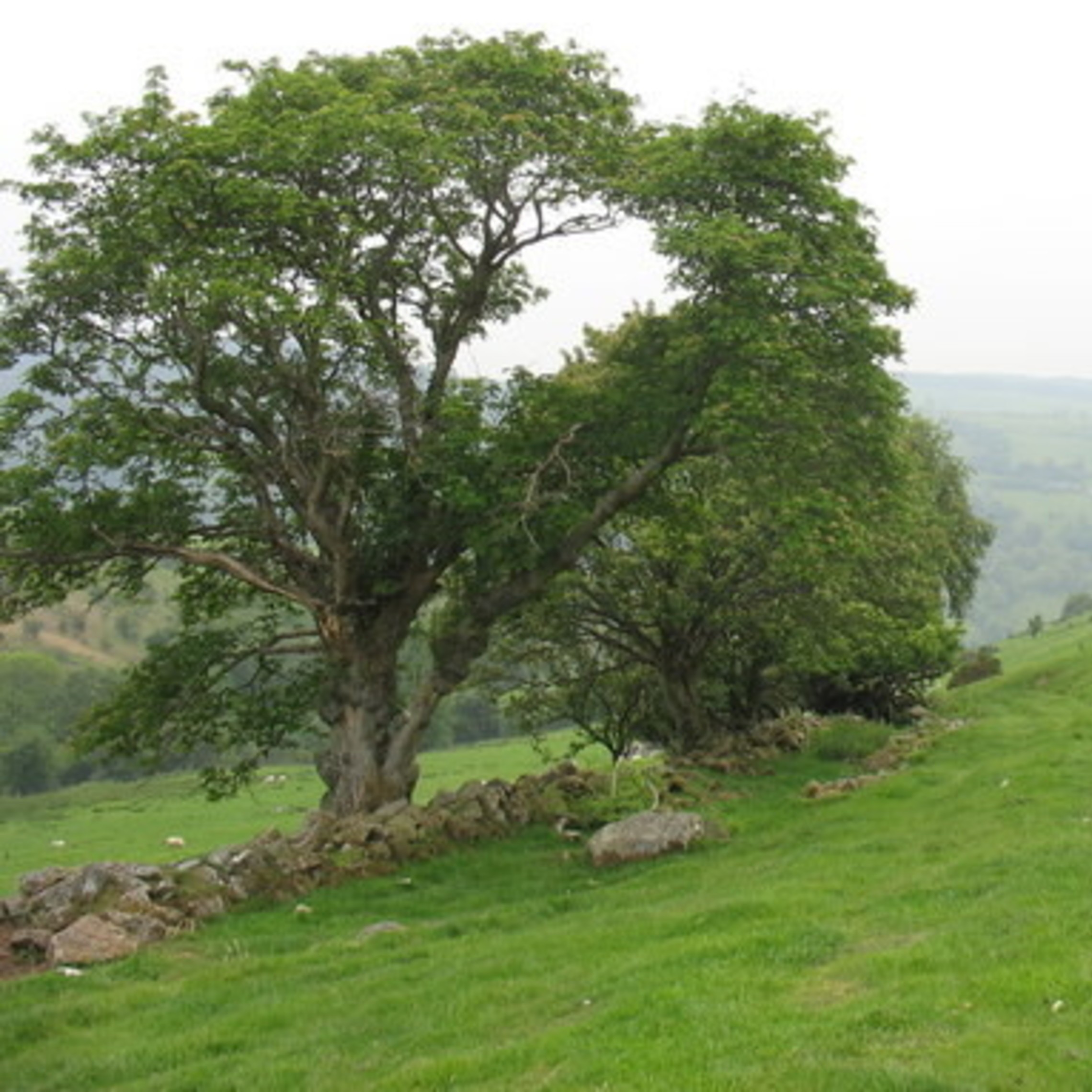 Sessile Oak Image