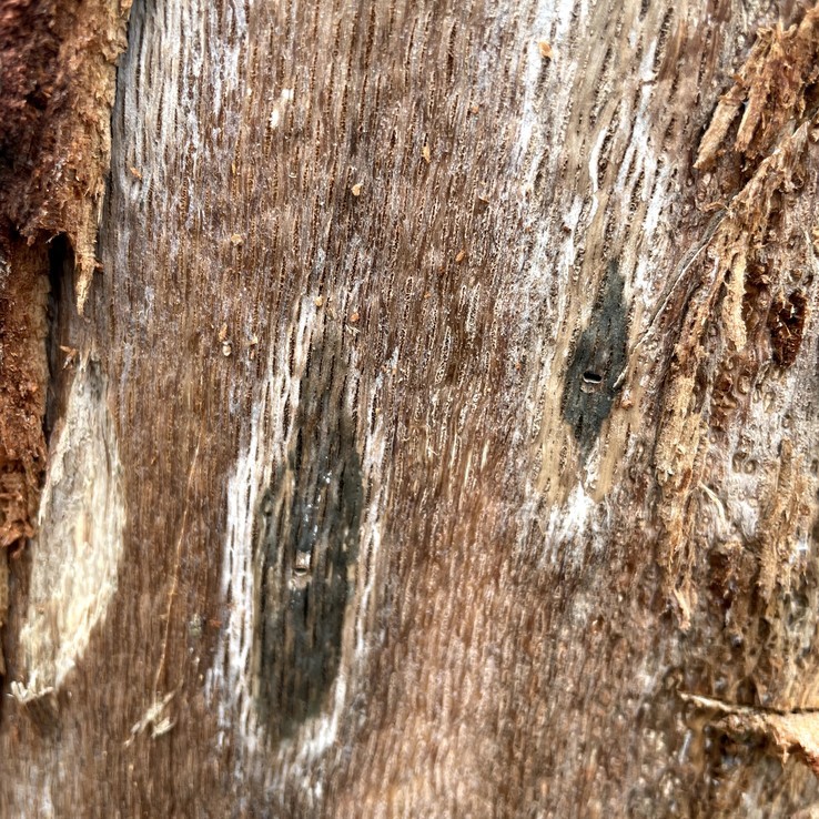 red oak with oak wilt