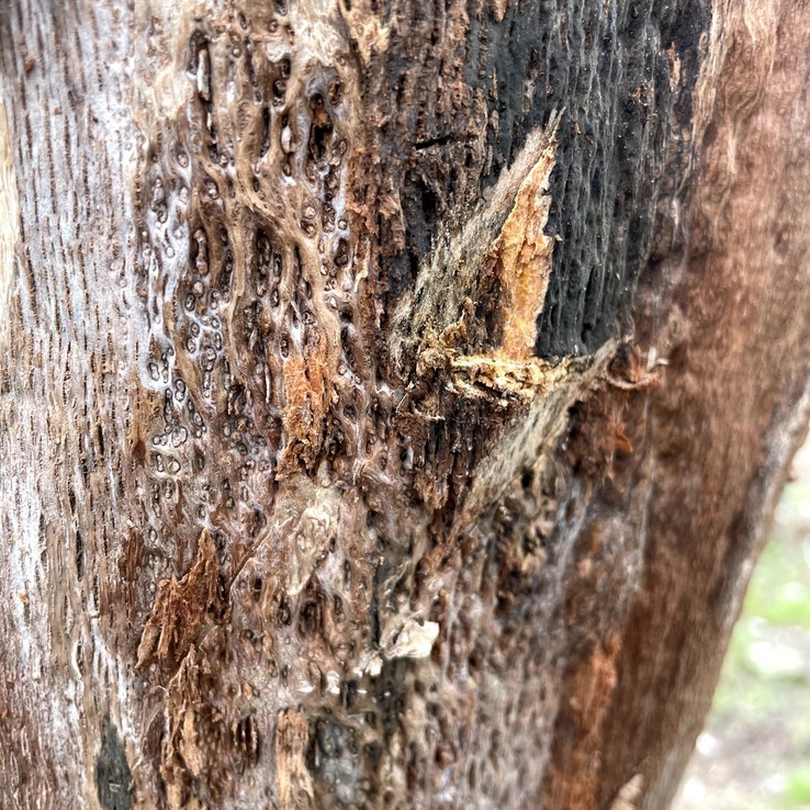 red oak with oak wilt
