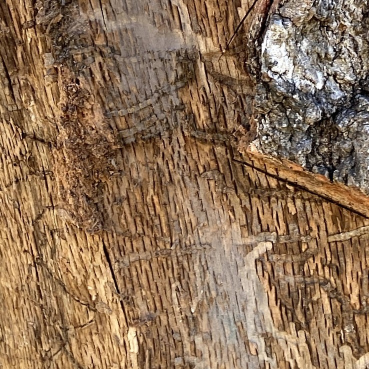 red oak with oak wilt