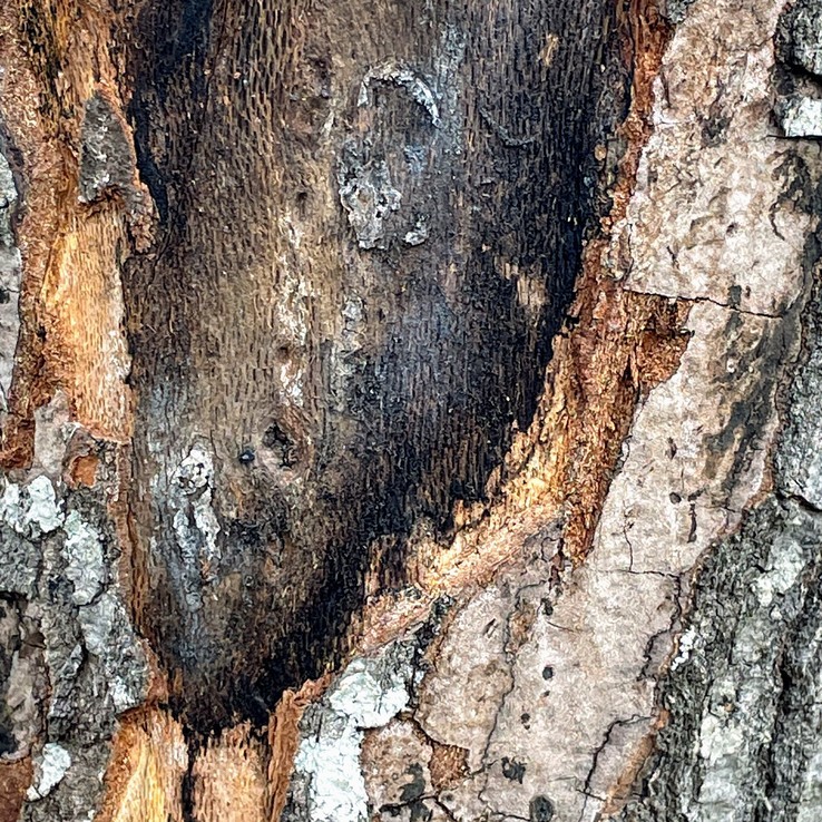 red oak with oak wilt