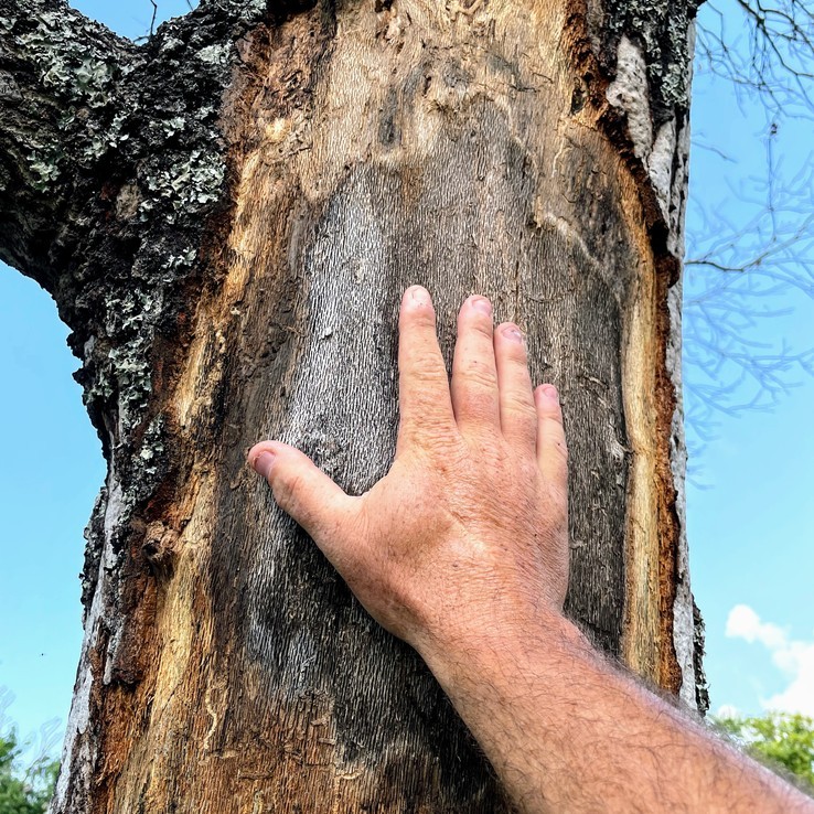 red oak with oak wilt