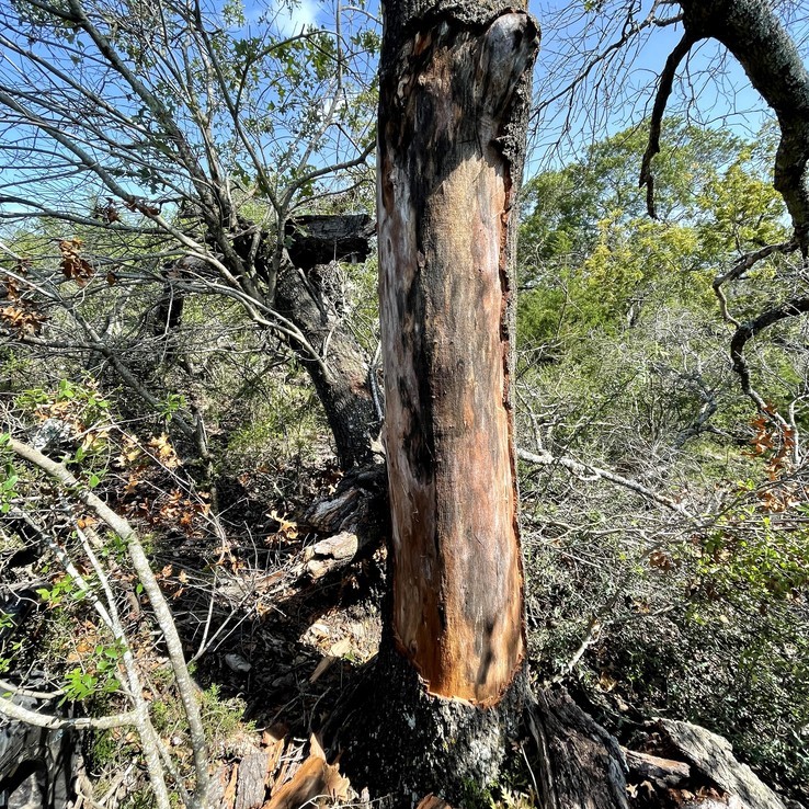 red oak with oak wilt