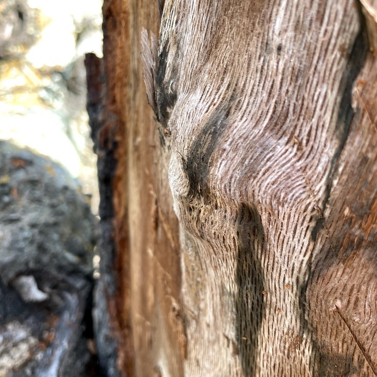 red oak with oak wilt