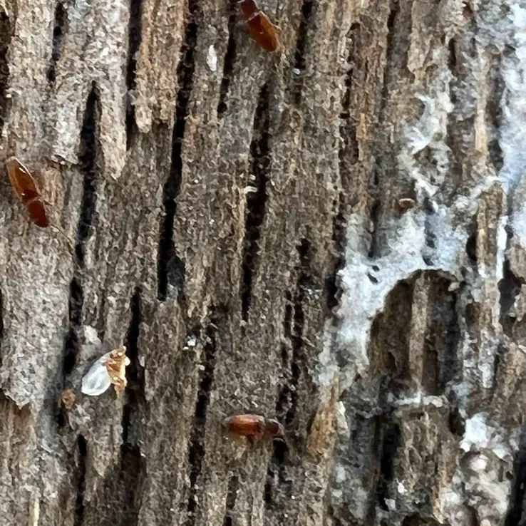 Nitidulidae Beetle