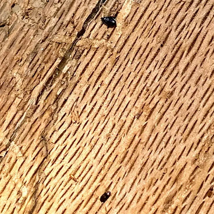 Nitidulidae Beetle