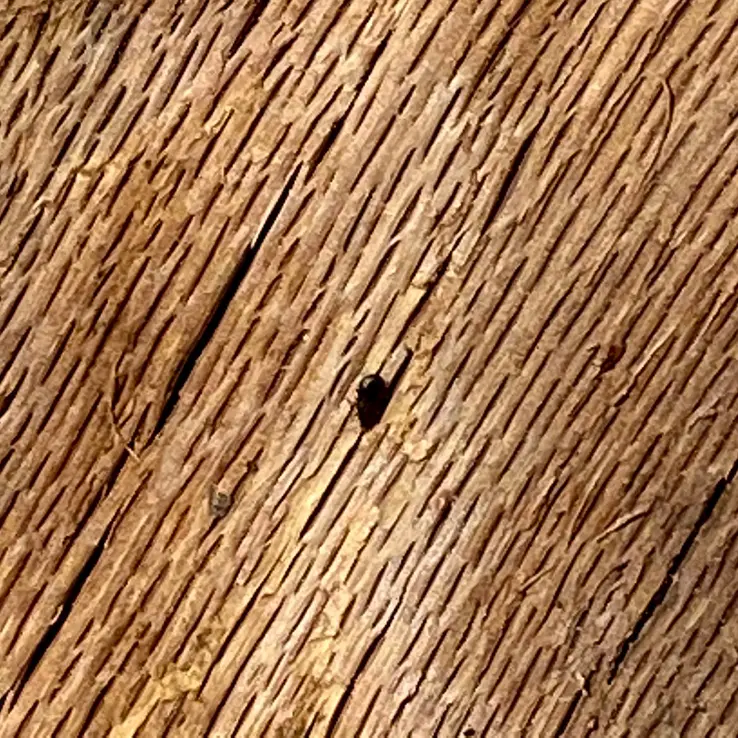 Nitidulidae Beetle