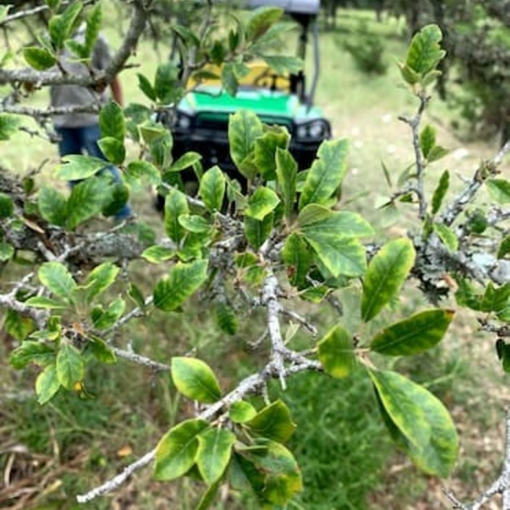 Live oak wilt image 24