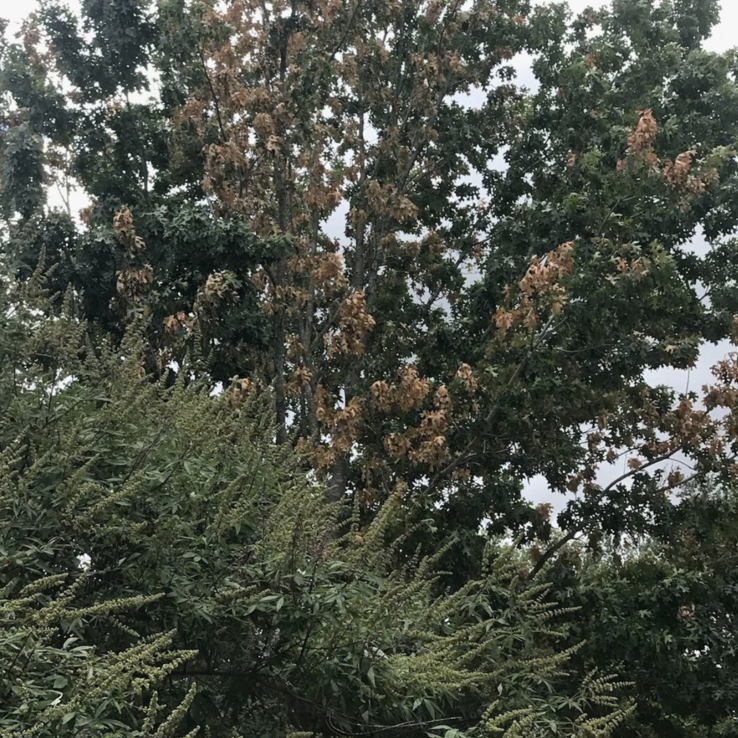 red oak with oak wilt red oak with oak wilt