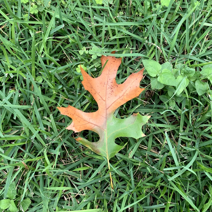 red oak with oak wilt red oak with oak wilt