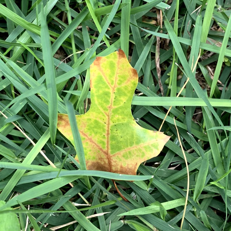 red oak oak wilt red oak oak wilt