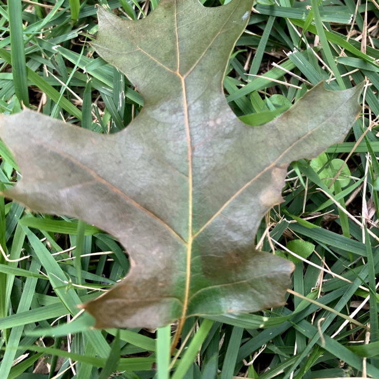 red oak oak wilt red oak oak wilt
