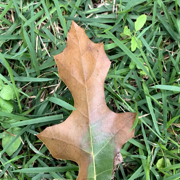 red oak oak wilt red oak oak wilt