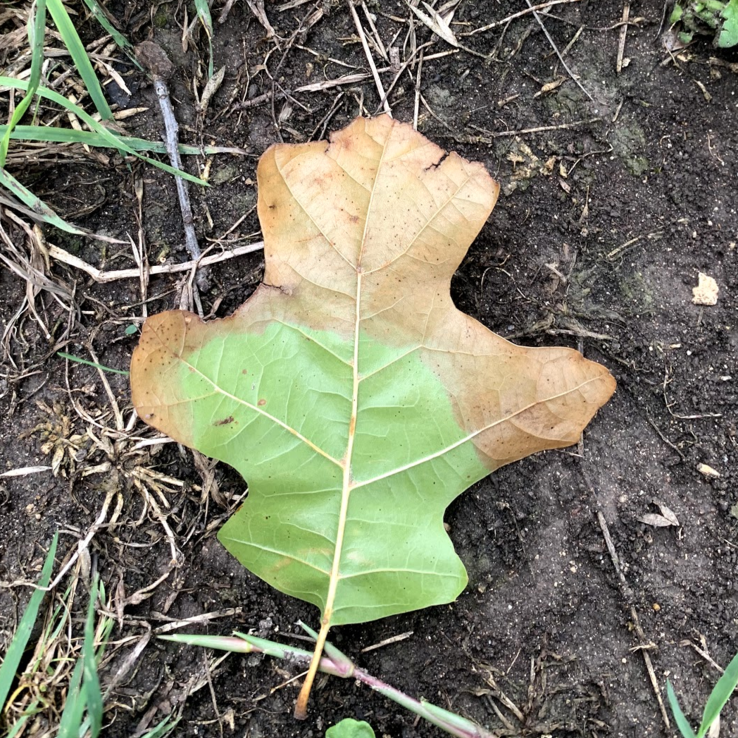 red oak oak wilt red oak oak wilt