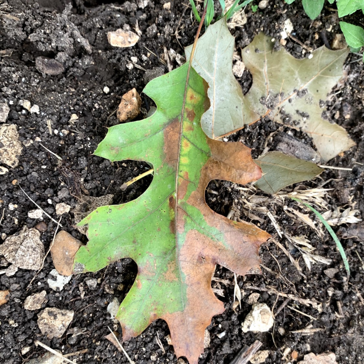red oak oak wilt red oak oak wilt