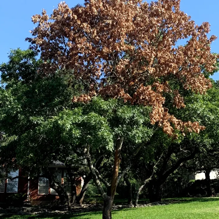 Lightning Damage 5