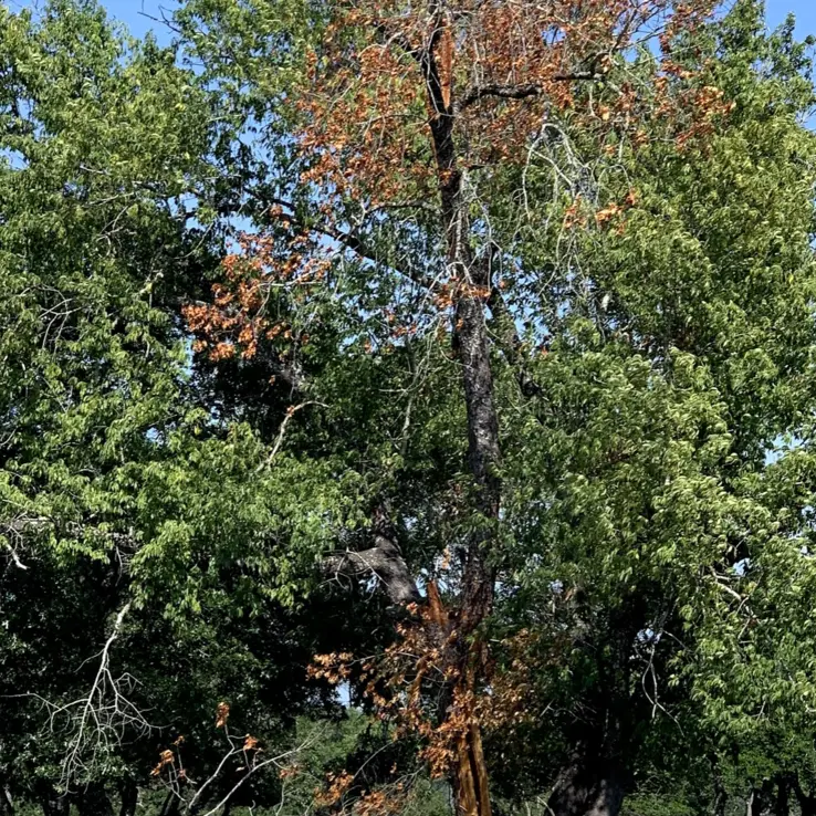 Lightning Damage 7