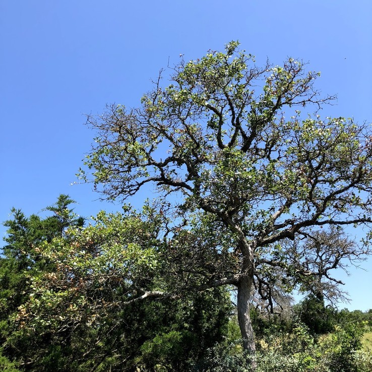 Oak Wilt Picture bigelow oak 11