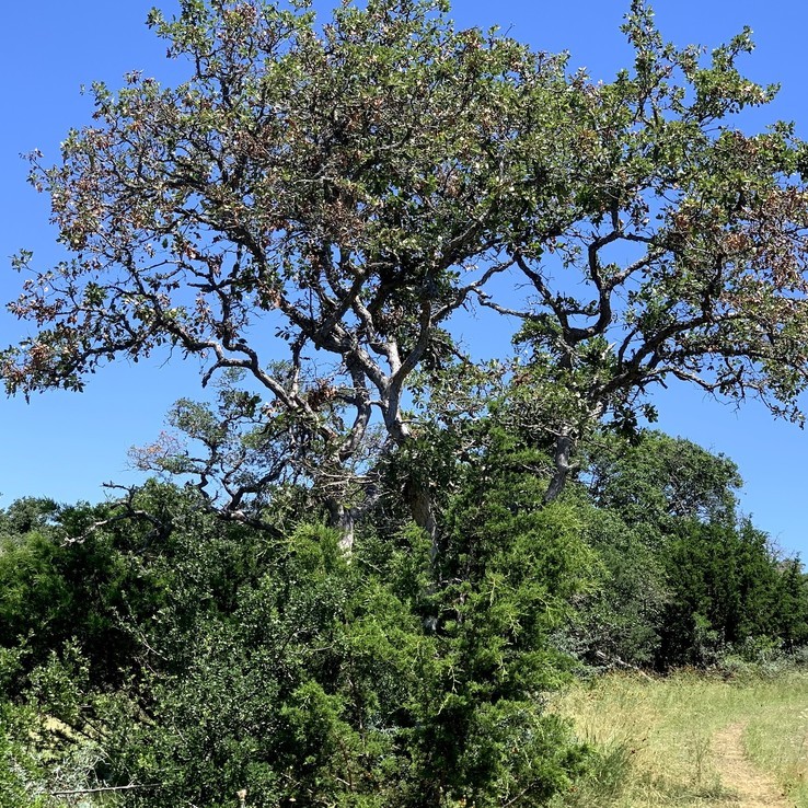 Oak Wilt Picture bigelow oak 12
