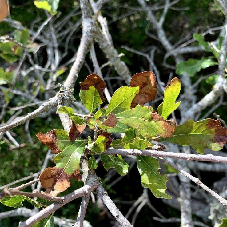 Oak Wilt Picture bigelow oak 18