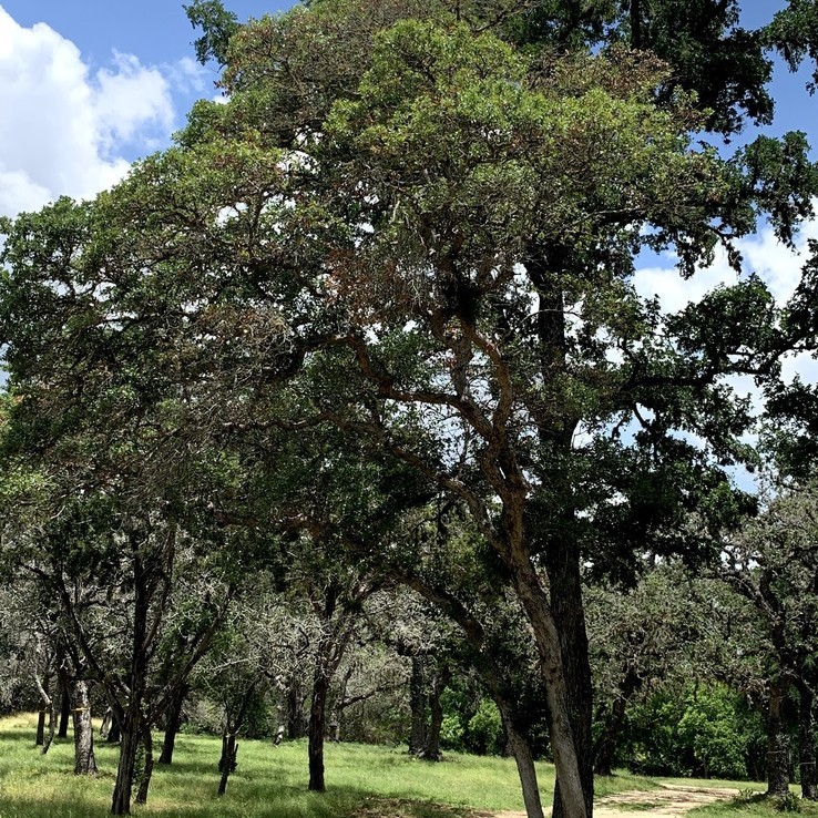 Oak Wilt Picture bigelow oak 5